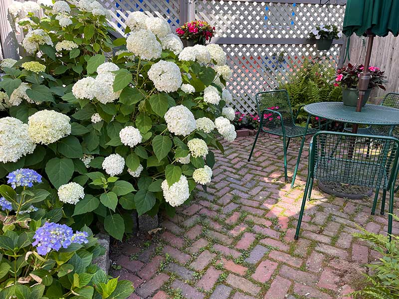 Patio with Hdrangia
